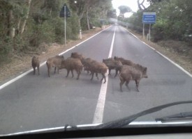 Danni da fauna selvatica: attivato sportello temporaneo per la raccolta delle istanze