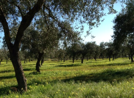 Oggi a Santa Maria la Palma una giornata per i bambini dedicata alle olive