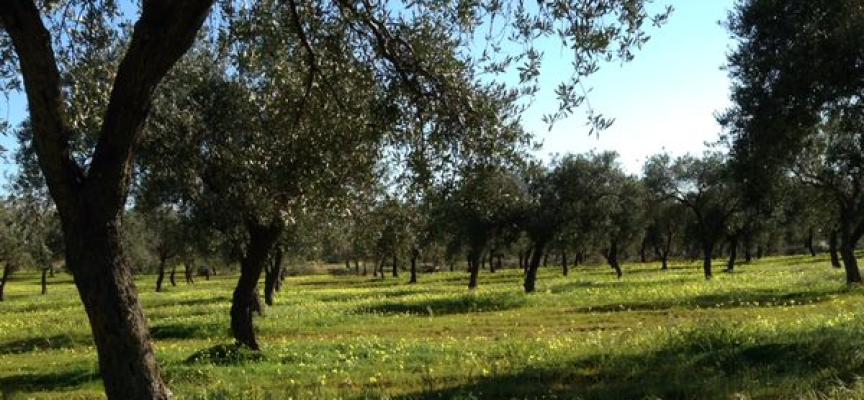 Oggi a Santa Maria la Palma una giornata per i bambini dedicata alle olive