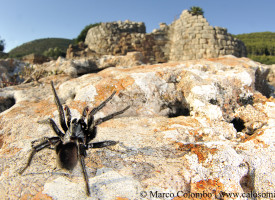 Scoperta una nuova specie di ragno all’interno del Parco