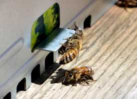 Parte il corso di apicoltura