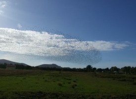 Spettacolo della natura nelle borgate (video)