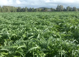 Nuovo PSR e agro di Alghero: il 20 aprile Coldiretti incontra gli agricoltori