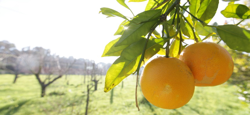 Sos per l’agrario di Santa Maria la Palma: appello alla Provincia di Sassari