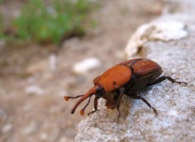 Punteruolo rosso, domani incontro a Guardia Grande