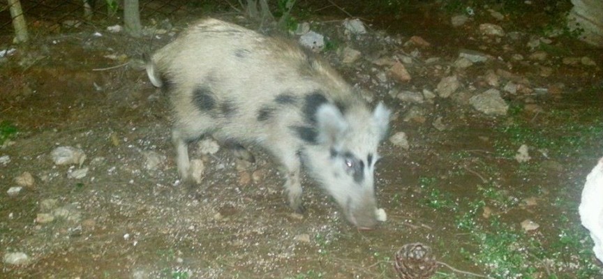 Fauna selvatica in eccesso: comitati richiedono l’intervento urgente del Prefetto