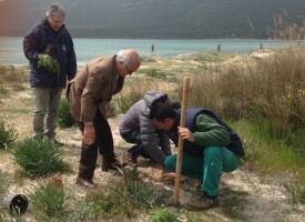 Anchusa sardoa messe a dimora nei giorni scorsi lungo il  litorale di Mugoni