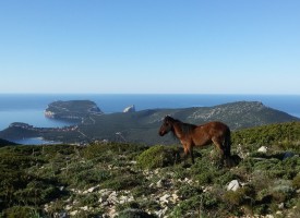 Parco di Porto Conte, basta con il freno a mano