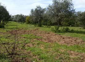 Danni da cinghiali e daini nei terreni delle Borgate? Lamentarsi senza agire aumenterà i disagi