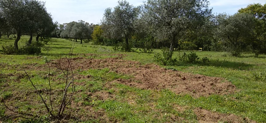 Danni da cinghiali e daini nei terreni delle Borgate? Lamentarsi senza agire aumenterà i disagi