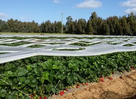 Alghero Regina della Fragola: ritorna la Sagra l’8 maggio a Sa Segada