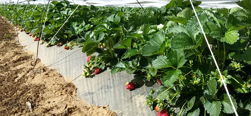 Oltre trecentomila piante di fragole nell’agro di Alghero: la sagra dell’8 maggio trampolino verso un futuro possibile
