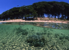 Pineta Mugoni: per una gestione e fruizione sostenibile