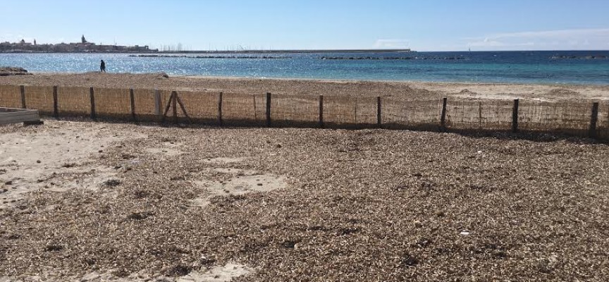 Posidonia oceanica, una risorsa chiamata problema